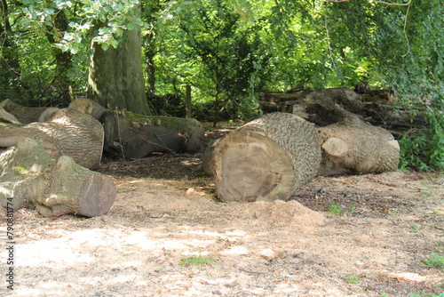 The Large Pieces of Trunk of a Felled Old Tree.