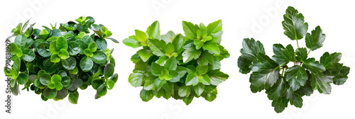 set of pachysandra ground cover, illustrating variations in leaf pattern, isolated on transparent background photo