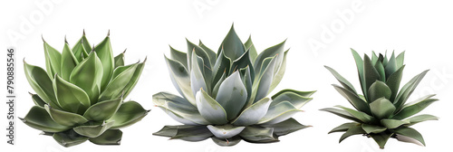 set of agave plants, with sculptural forms, isolated on transparent background photo