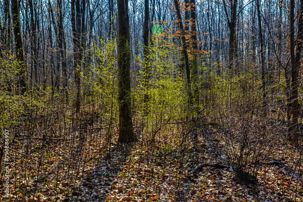 Arbrisseaux vert tendre à l'automne, tapis de feuilles mortes sur fond d'arbres dénudés à l'orée d'un bois Arbrisseaux vert tendre à l'automne, tapis de feuilles mortes sur fond d'arbres dénudés à l'orée d'un bois