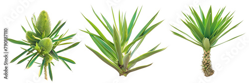 set of yucca plants, spikey and robust, isolated on transparent background photo