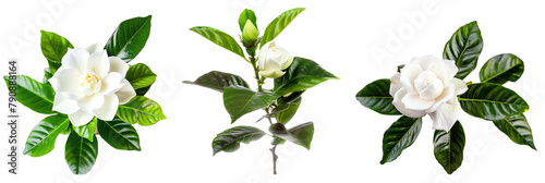 set of gardenia plants, with white blooms, isolated on transparent background photo
