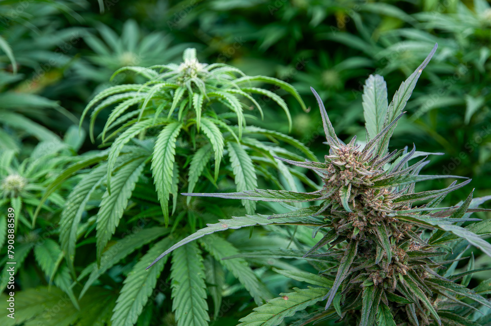 close up of marijuana plant close up of marijuana plant
