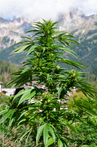 cannabis tree in the mountains