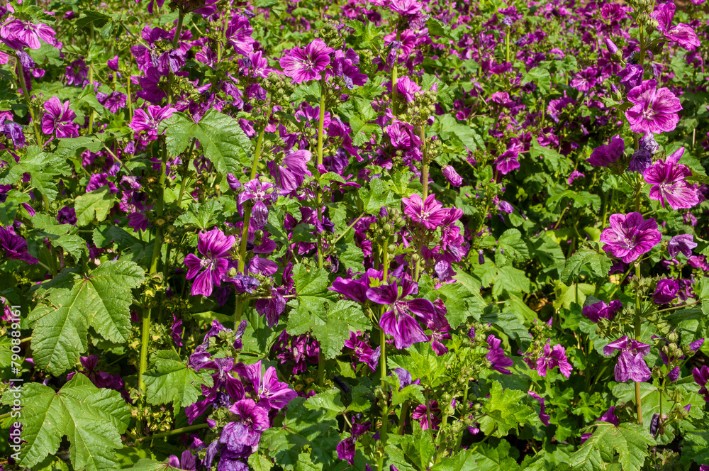 field of mauve flowers