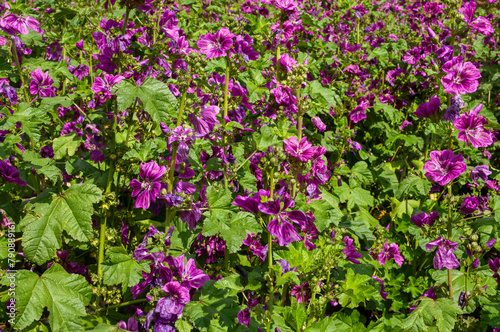 field of mauve flowers