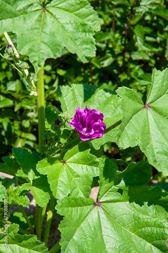 pink mauve flower blooming