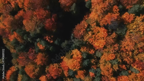 Overhead shot of mixed autumn forest with shadow play and vibrant fall foliage