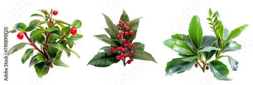 set of wintergreen plants, with red berries, isolated on transparent background photo