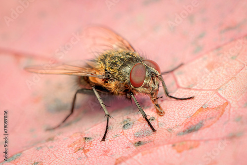 Samll Pollenia fly drinking water on the surface of a red leaf during an autumn morning