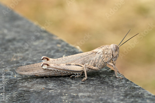 Bilde på lerret Egyptian grasshopper or Egyptian locus (Anacridium aegyptium)