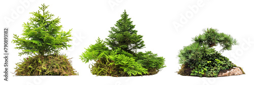 set of dwarf conifers, compact and sculptural, isolated on transparent background photo