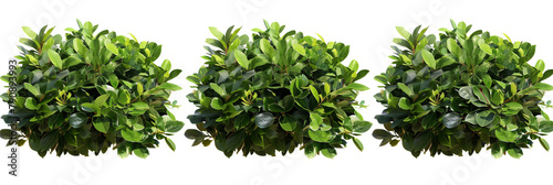 set of laurel bushes, glossy and green, isolated on transparent background