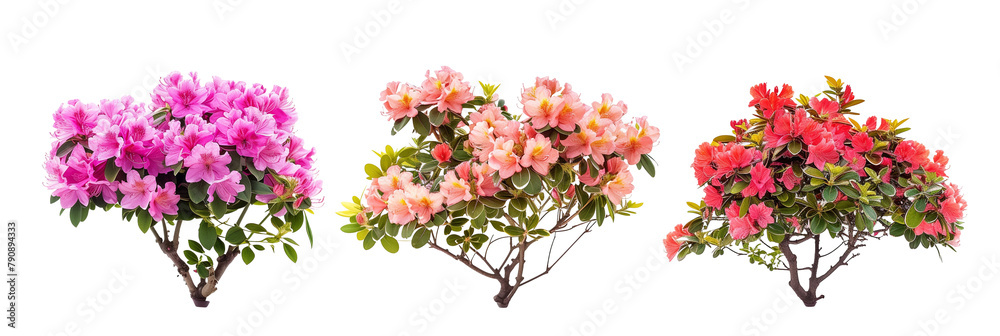 set of azaleas, bright and flowering, isolated on transparent background