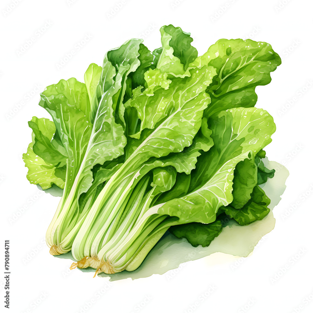 Fresh green lettuce isolated on white background Fresh green lettuce isolated on white background