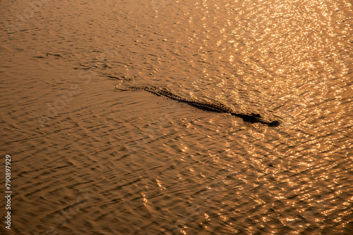 Crocodiles swim in a large pond in the morning.