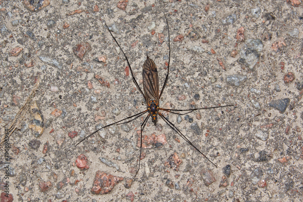 The long-legged mosquito, or caramora (lat. Tipulidae), is a family of two–winged insects from the long-whiskered suborder (Nematocera). Spring. - obrazy, fototapety, plakaty 