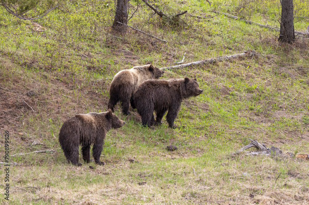 Grizzly bears in Spring in Yellowstone National Park Wyoming Grizzly bears in Spring in Yellowstone National Park Wyoming