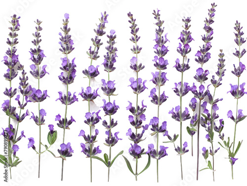 Set of branches of aromatic lavender, purple hues