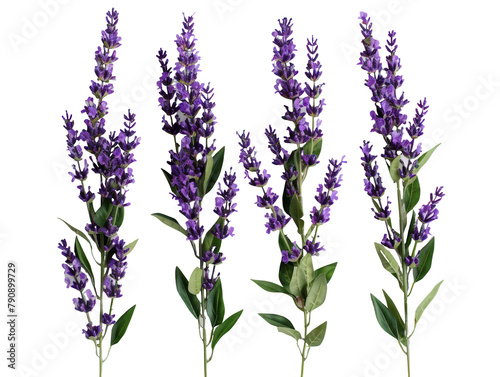 Set of branches of aromatic lavender  purple hues
