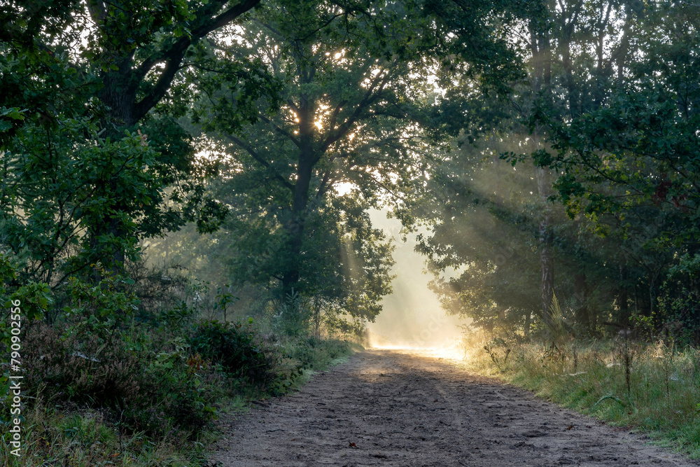 Obraz premium The early morning sun gives a fairytale atmosphere in the Sprieldersbos near Putten, Netherlands