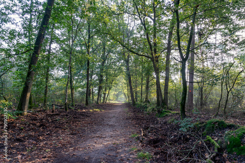 A walking path through the beautiful Sprieldersbos near Putten, Netherlands