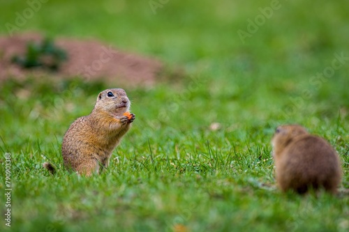 European ground squirrel standing in the grass. Spermophilus citellus Wildlife scene from nature, pair of free living rodents. Ground squirrel on meadow. photo