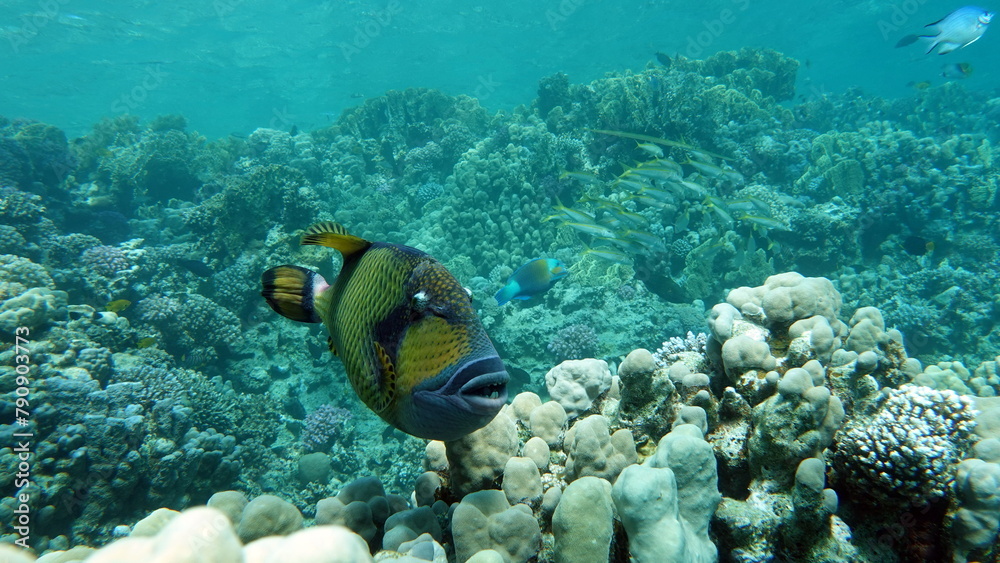 Titan fish (balistoides viridescens), and it is also sometimes called fish Trigger or blue-finned balisthod. Titan fish (balistoides viridescens), and it is also sometimes called fish . Titan fish (balistoides viridescens), and it is also sometimes called fish Trigger or blue-finned balisthod. Titan fish (balistoides viridescens), and it is also sometimes called fish .