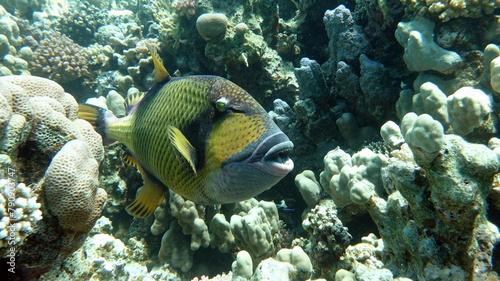 Titan fish  balistoides viridescens   and it is also sometimes called fish Trigger or blue-finned balisthod. Titan fish  balistoides viridescens   and it is also sometimes called fish .