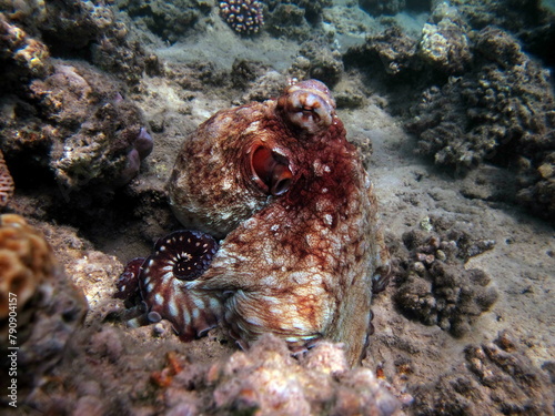 Big Blue Octopus (Octopus cyanea)
Octopus. Big Blue Octopus on the Red Sea Reefs.
The cyanea octopus, also known as the Big Blue Octopus or Day Octopus.
