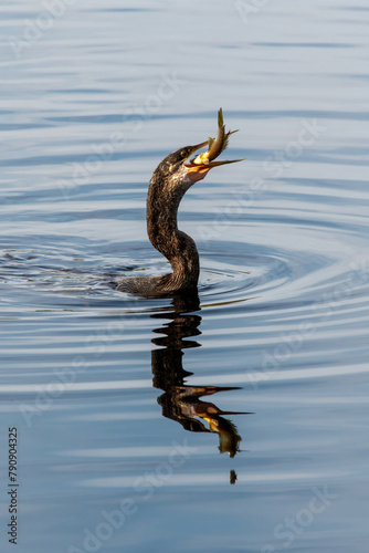Anhinga - Anhinga anhinga - attempting to swallow large fish it has just speared while swimming in calm wetlands of Green Cay Nature Center.