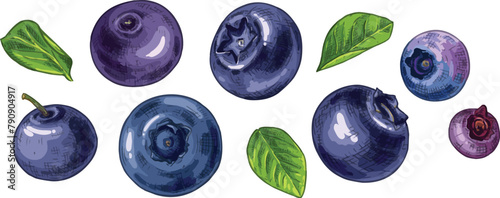 Hand drawn fresh blueberries. Berries and leaves. View from different angles. Vector illustration in retro style isolated on white background.