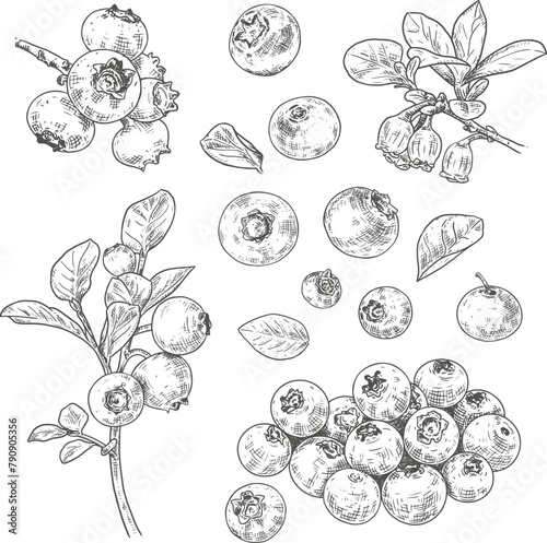 Hand drawn fresh blueberries. Set sketches with blueberries on a branch, with berries, leaves and flowers. Vector illustration isolated on white background. photo