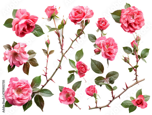 Set of branches of blooming rose bushes, vibrant pink flowers