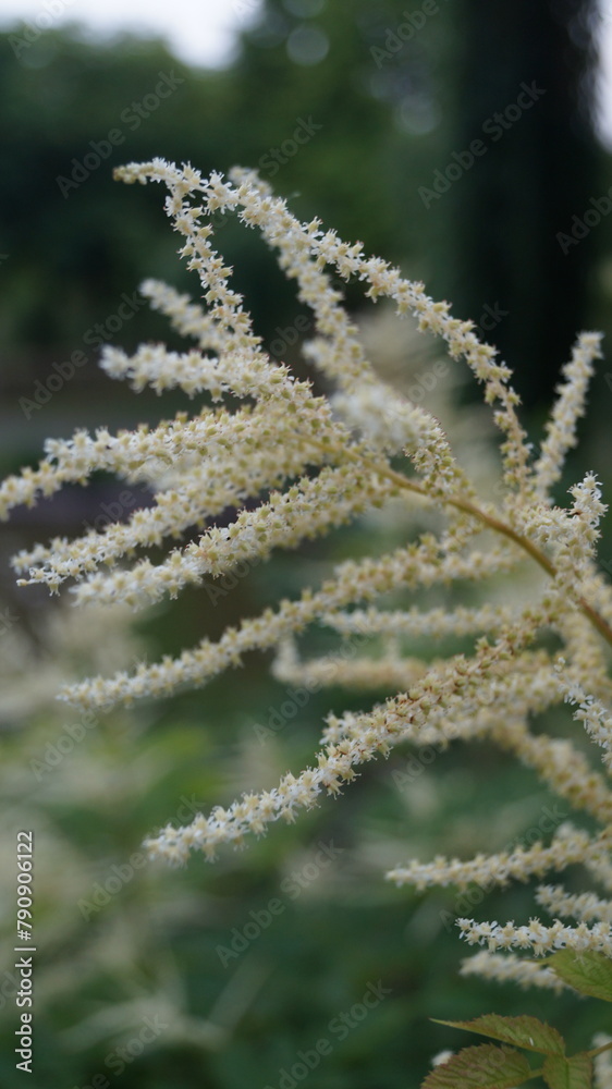 Fototapeta premium Forest goat's beard (Aruncus dioicus, Aruncus sylvester)