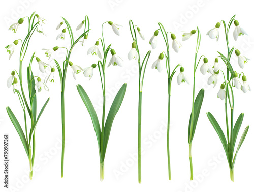 Set of branches of delicate snowdrops, early spring bloomers