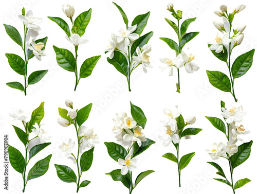 Set of branches of fragrant orange blossoms, aromatic and white
