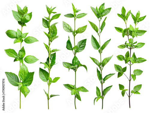 Set of branches of fresh basil, aromatic and green