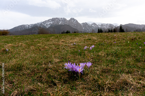 Wildflowers, Crocus, Spring. Mountains in background. Zakopane, Poland.