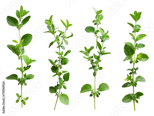Set of branches of fresh oregano, aromatic and herbal photo
