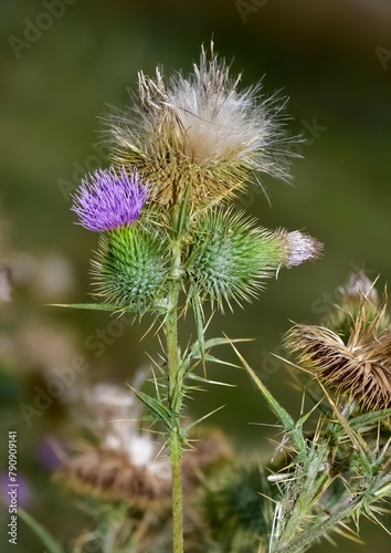 wild plants. Photos of thorns growing in nature.