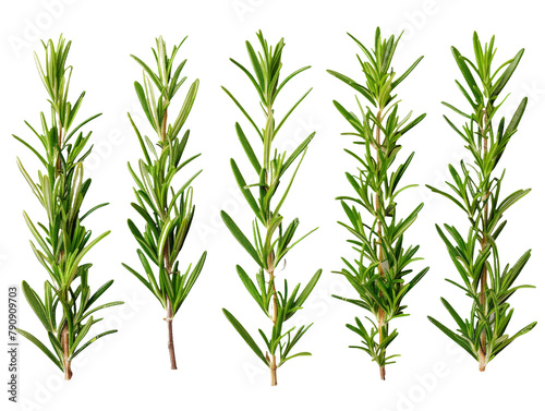 Set of branches of fresh rosemary  aromatic and needle-like