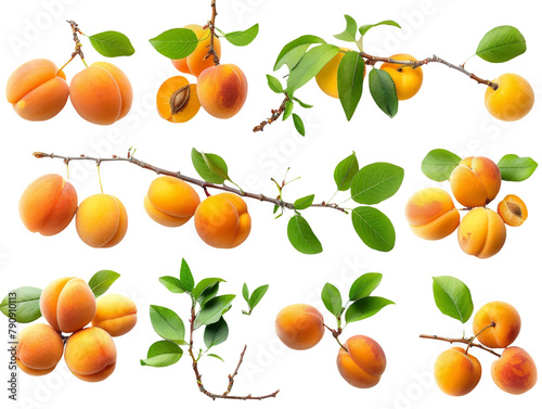 Set of branches of golden ripe apricots, sunlit and succulent