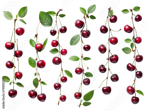 Set of branches of ripe cherries, dark red and glossy