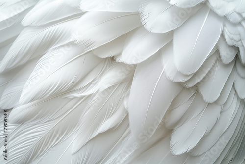 Close-Up of White Feathers Texture, Soft and Delicate Background photo