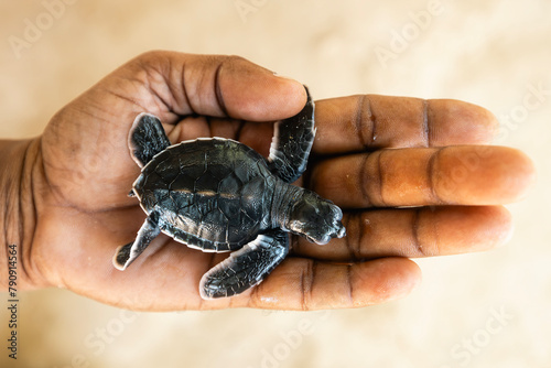 Newborn sea turtle on human palm. Rescue of one day old turtle in Sri Lanka . © Chalabala