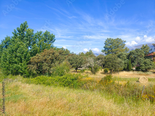 Trees in the meadows