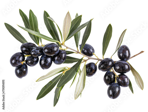 Set of branches of ripe olives, dark and rich