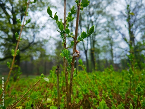 snail climbing up a plant