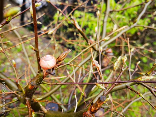 bright-yellow flowering rapeseed plant on a sunny day